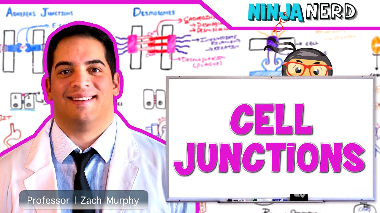 Cell Junctions