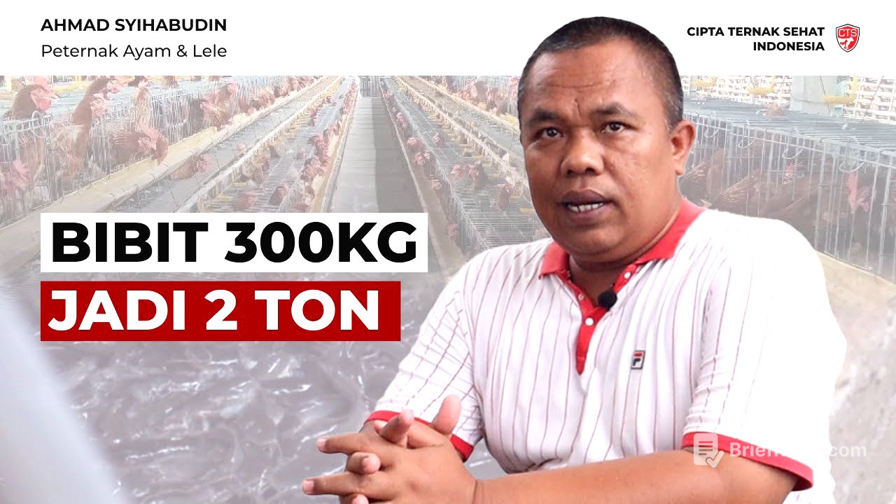 Tumpang Sari : Konsep Kandang Ayam & Kolam Lele Jadi Satu - Pak Syihabudin