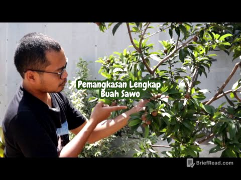 INI RAHASIANYA BUAT SAWO BERBUAH LEBAT