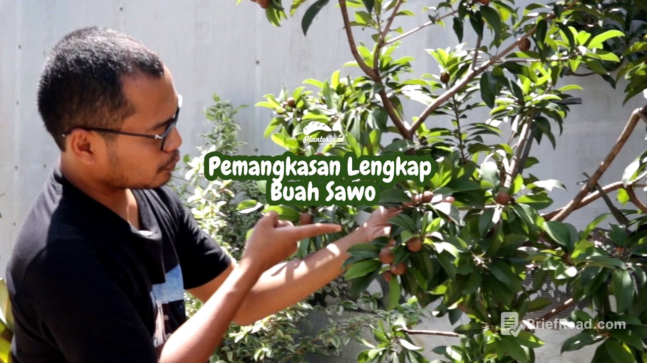 INI RAHASIANYA BUAT SAWO BERBUAH LEBAT
