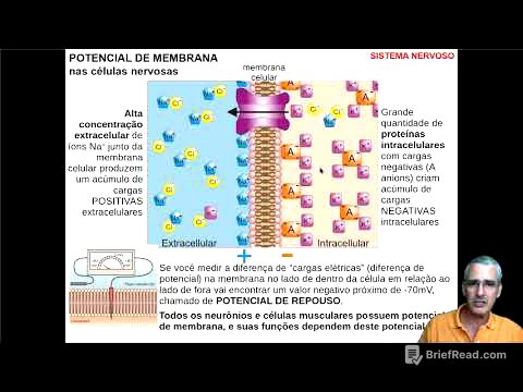 Potencial de Membrana