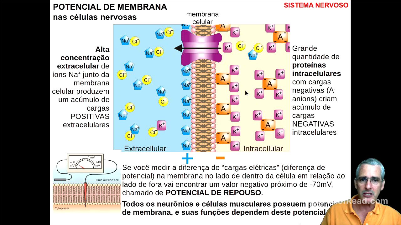 Potencial de Membrana