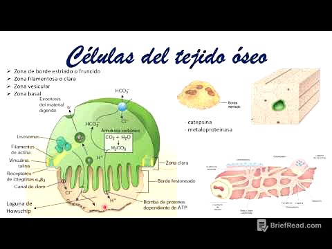 Tejido óseo