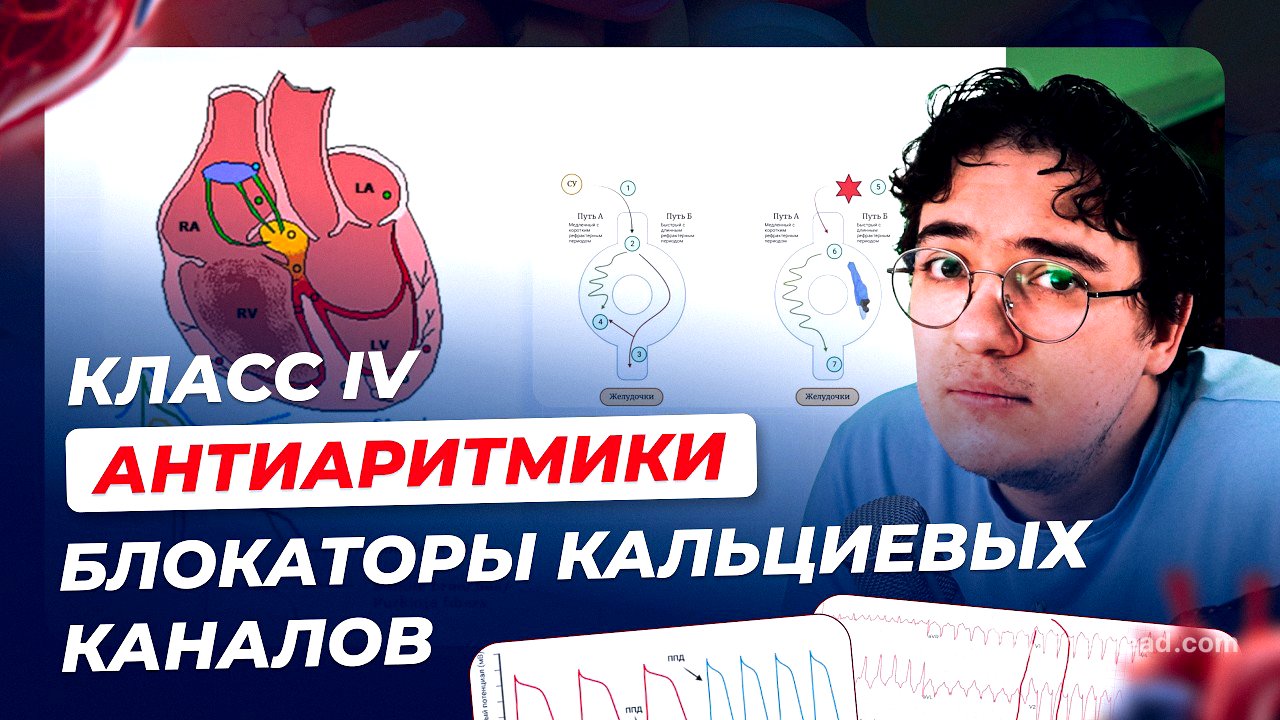 Фармакология 11.  Класс IV.  Блокаторы кальциевых каналов