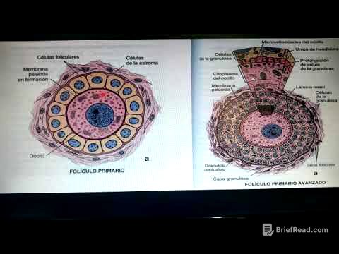3 Desarrollo folicular