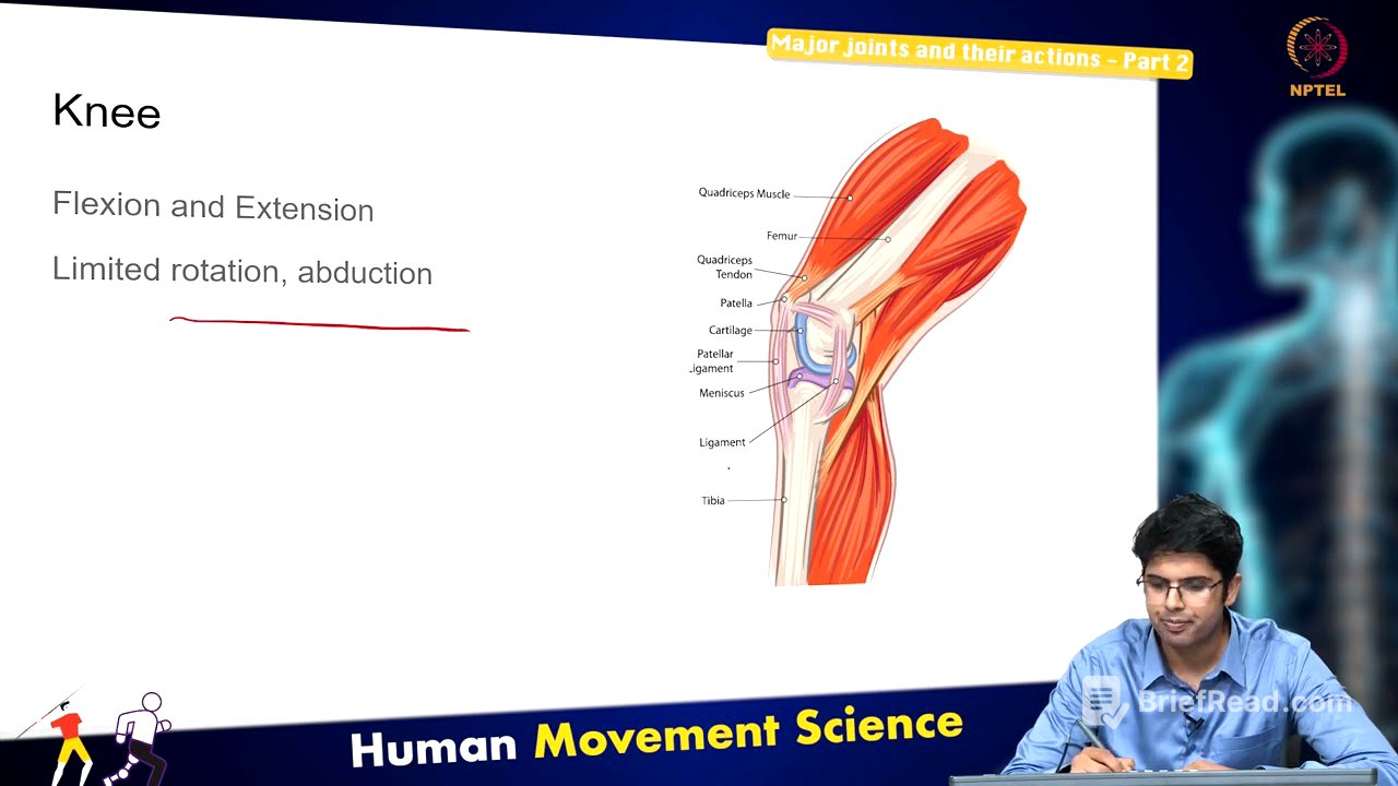 Major joints and their actions - Part 2