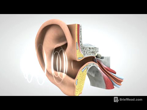 El viaje del sonido al cerebro
