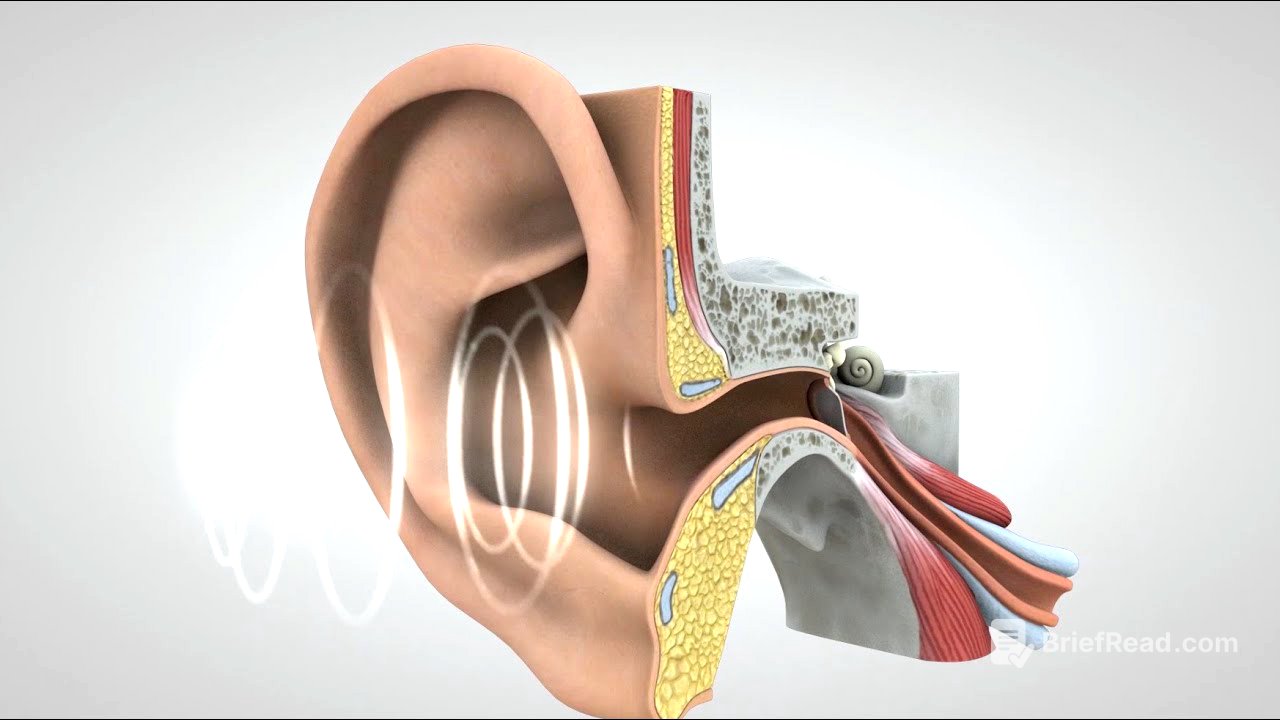 El viaje del sonido al cerebro