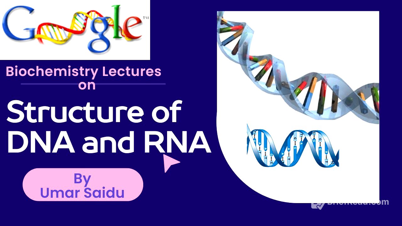 Structure of DNA and RNA