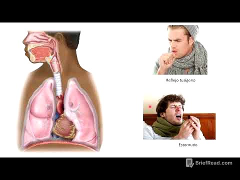 Vías aeríferas inferiores y pulmones