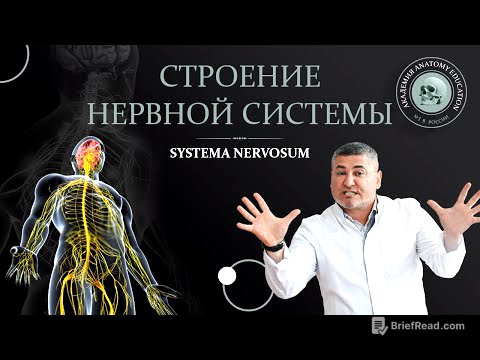 Общие принципы строения нервной системы. Спинной мозг