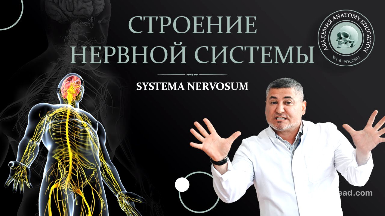 Общие принципы строения нервной системы. Спинной мозг