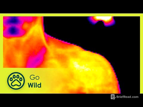 Limits of Light - Go Wild