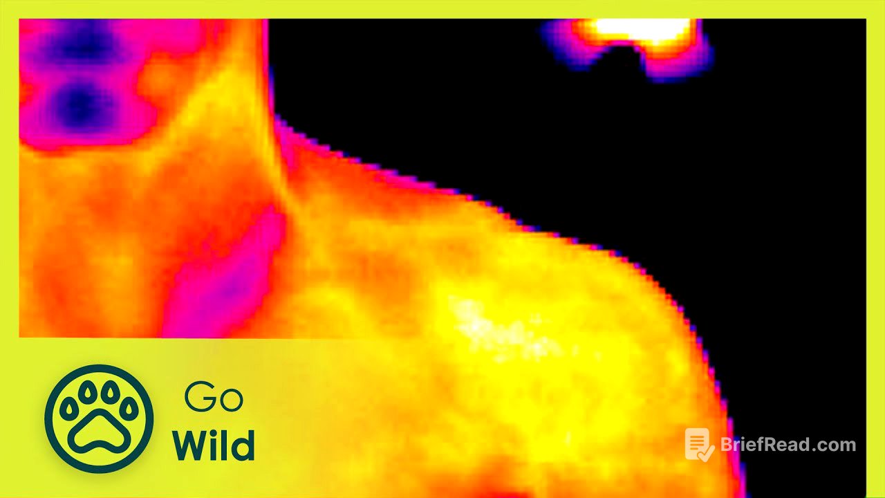 Limits of Light - Go Wild