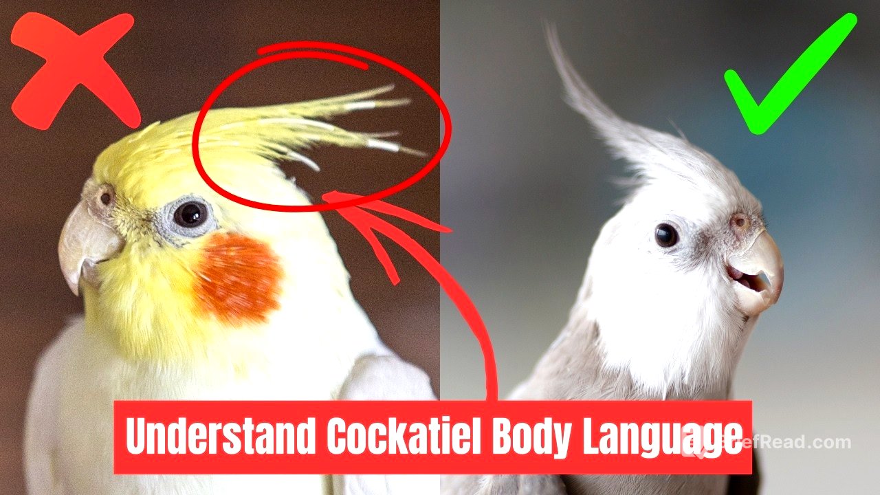 Training a Cockatiel: What You Need to Know