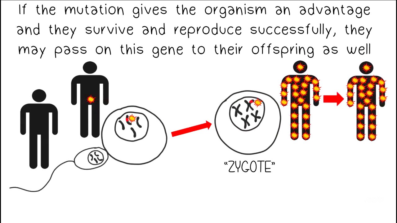 Mutations and Evolution