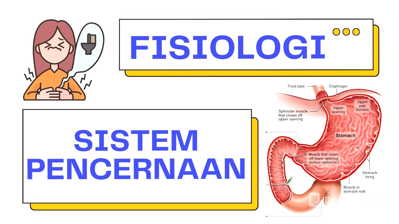 Fisiologi Lengkap Sistem Pencernaan (Deglutisi, Propulsi, Digestasi, Abrosbsi, Defekasi)