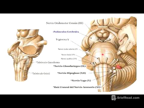 Tronco encefálico y cerebelo