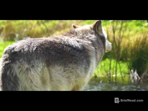 How wolves change rivers | Wolf Watch UK