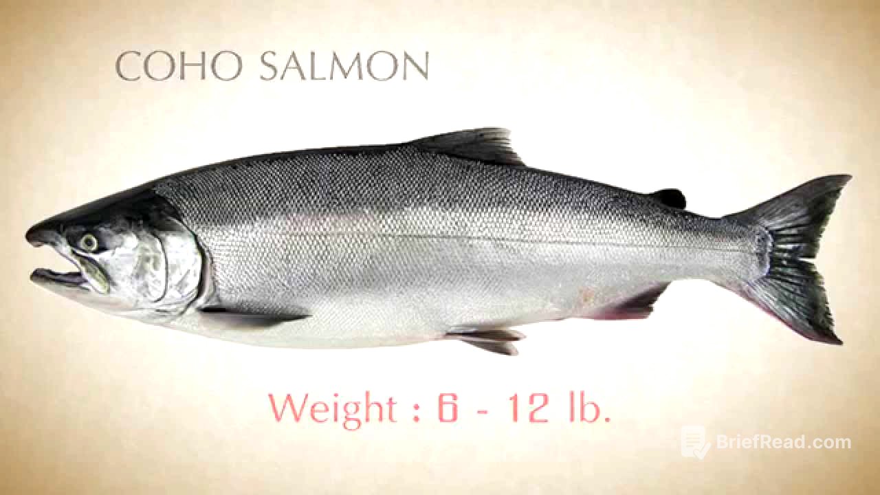 How to identify Pacific Salmon - Part 2  Beta