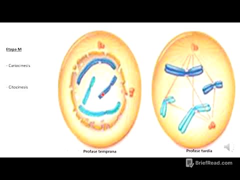 Mitosis