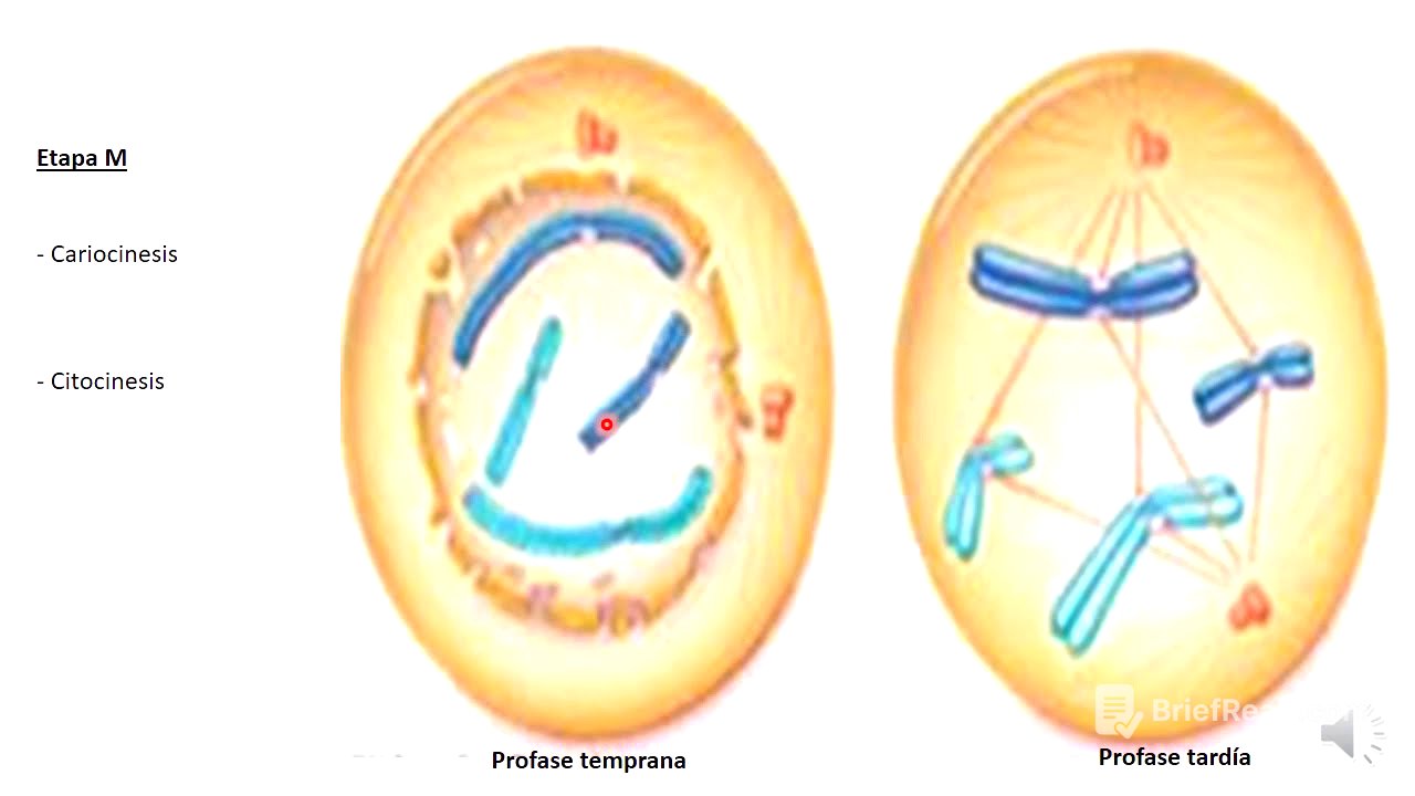 Mitosis