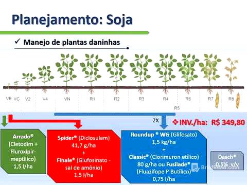 Planejamento da cultura da Soja (Glycine max)