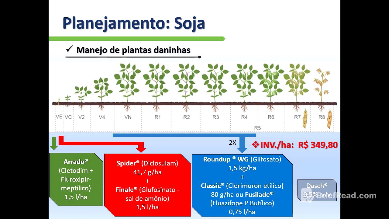 Planejamento da cultura da Soja (Glycine max)