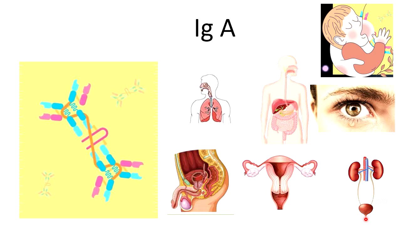 inmunidad adquirida, específica o adaptativa