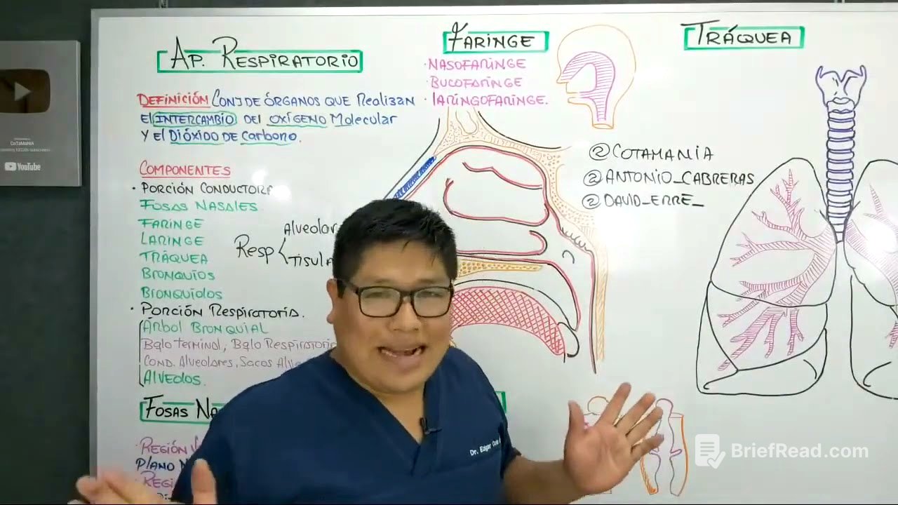 ✅ APARATO RESPIRATORIO