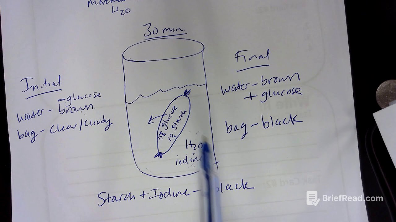 Dialysis Tube Experiment