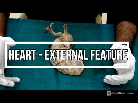 Heart - external feature