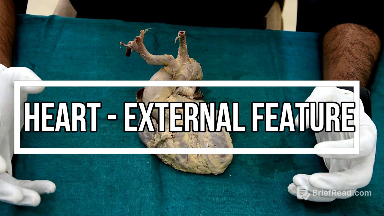 Heart - external feature