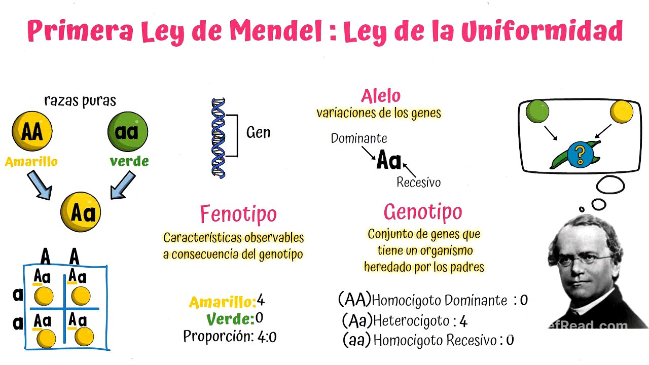 Leyes de Mendel