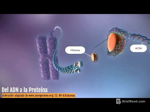 Del ADN a la proteína - Transcripción del ADN y traducción de proteínas (en español)