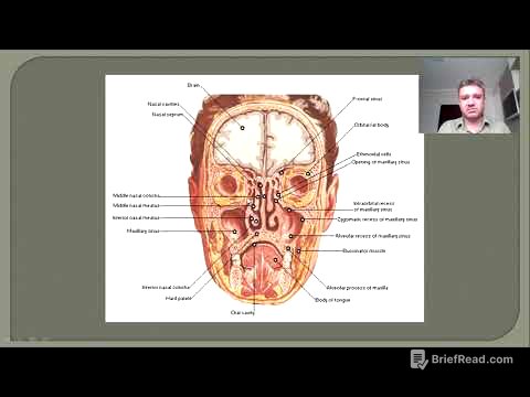 sistema respiratório