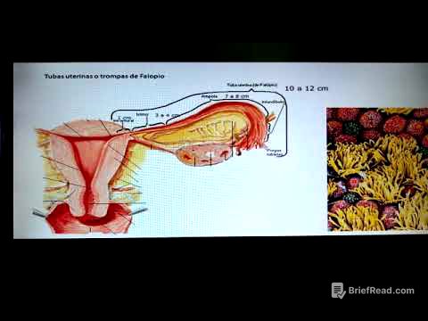 5 Trompas de falopio
