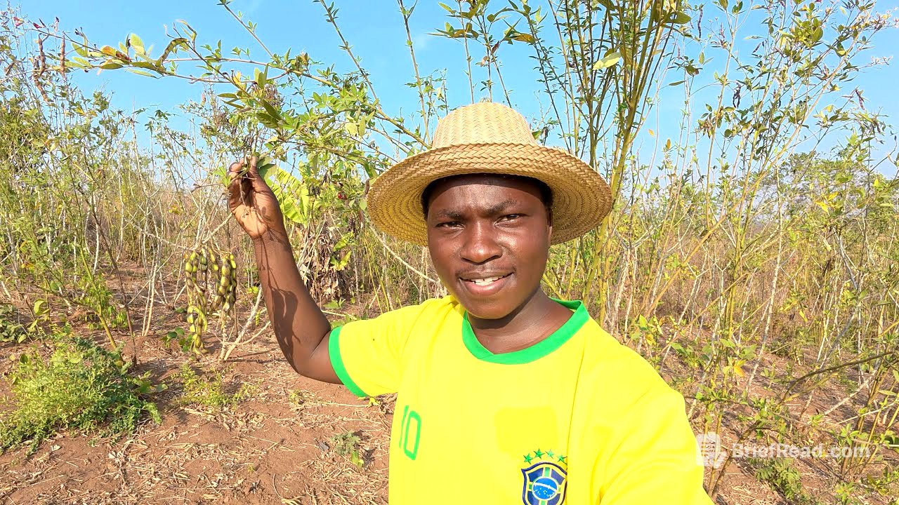 Dia de Colheita e muito Planejamento na Roça 