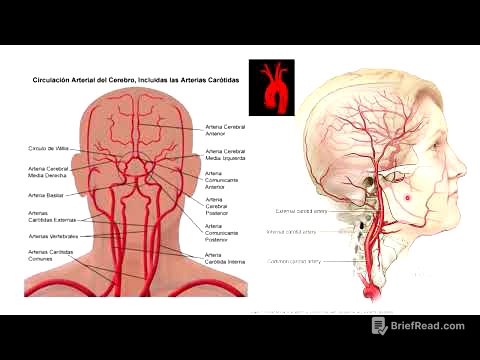 Anatomía vascular cabeza