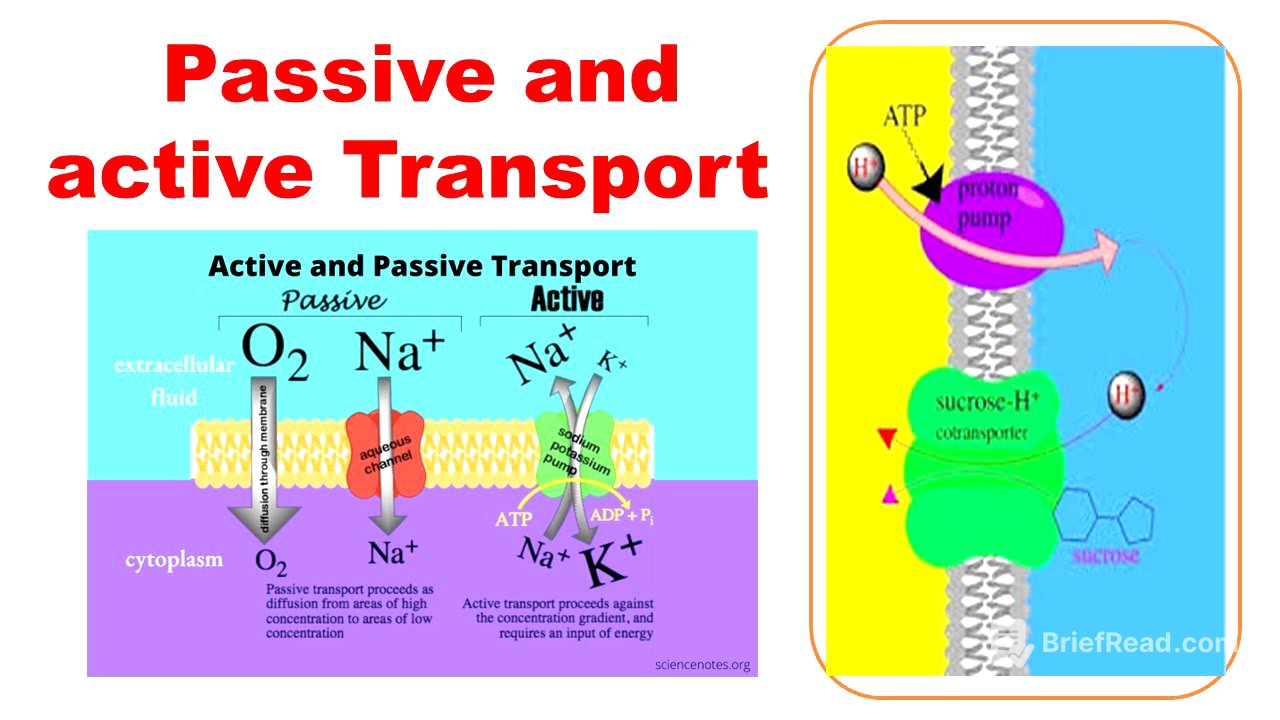 Active and passive transport #biology #biochemistry