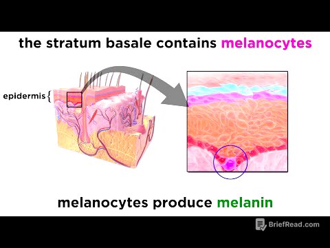 The Integumentary System