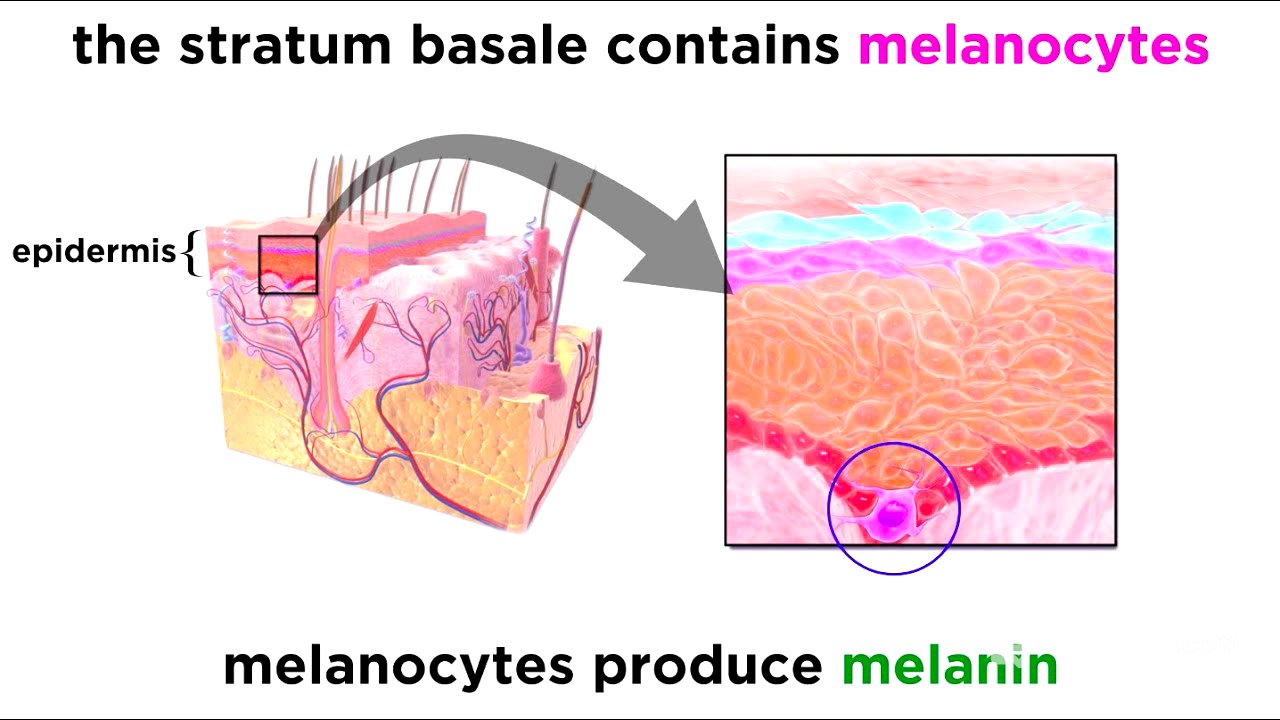 The Integumentary System