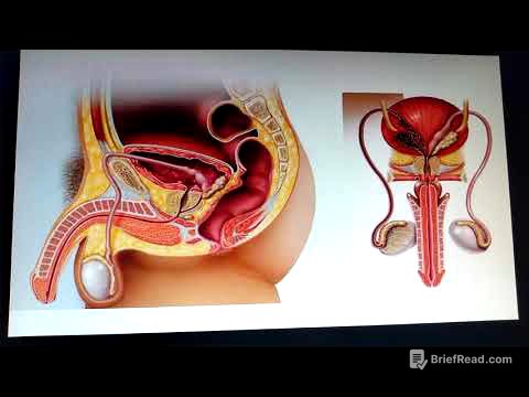 1 introducción aparato reproductor masculino