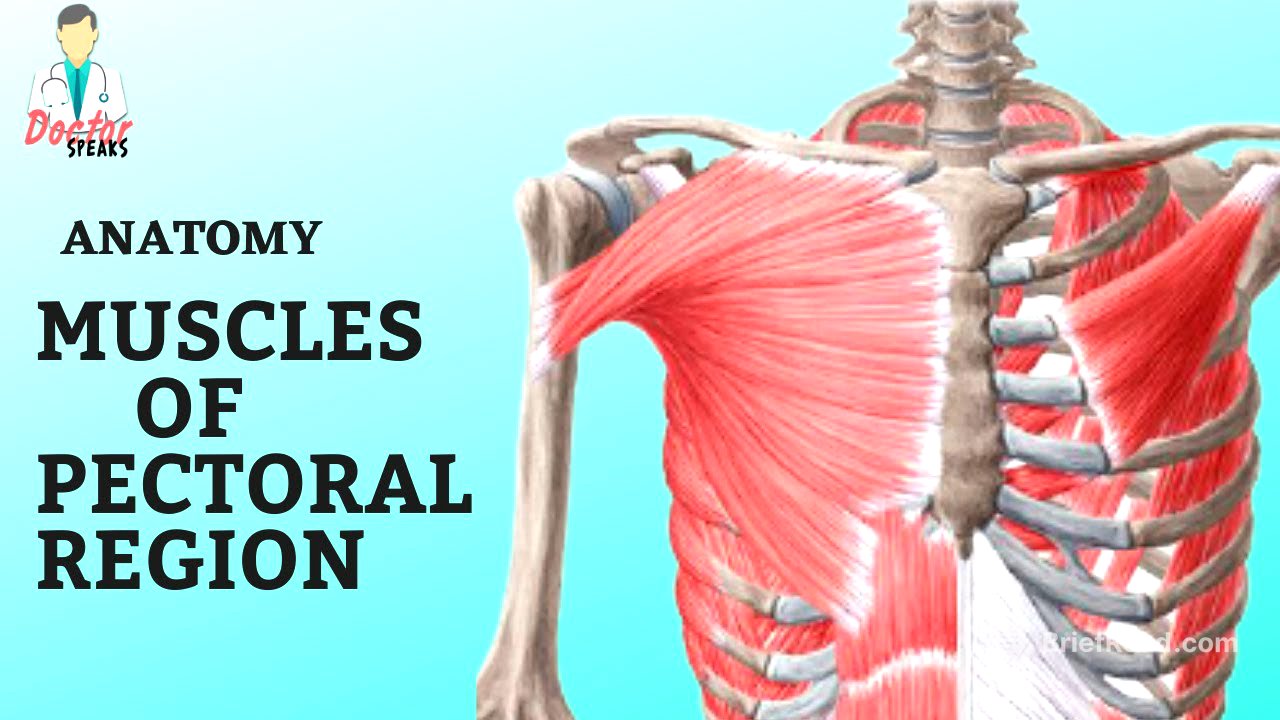 Anatomy | Muscles of Pectoral Region - A Quick Overview