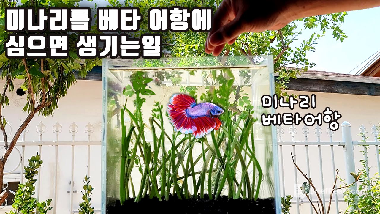 미나리 무한공급 시스템! 도전해 보았습니다!!