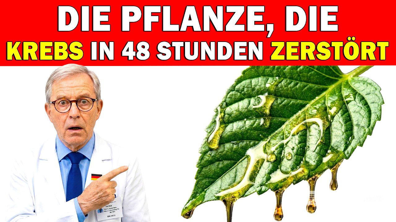 Neue Entdeckung: Diese Pflanze entfernt 95 % der Krebszellen – wissenschaftlich belegt