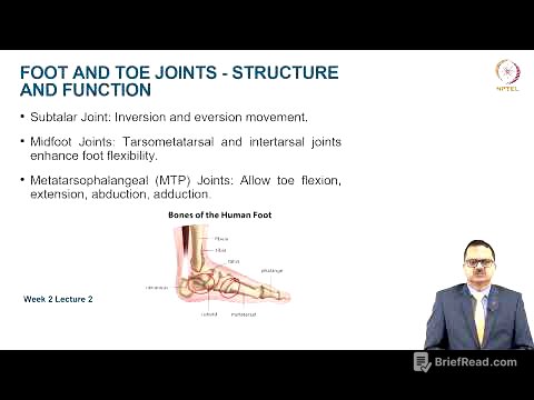 Functional Anatomy of Lower extremity