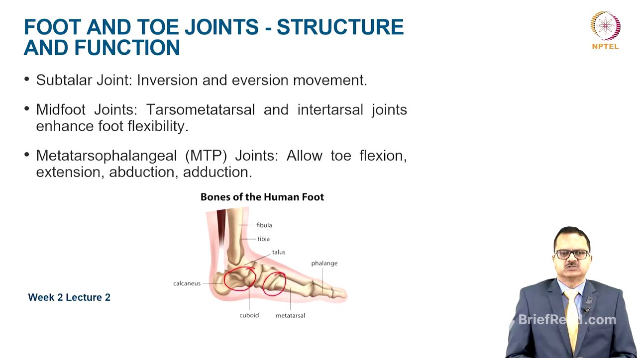 Functional Anatomy of Lower extremity