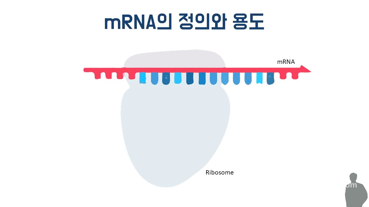 mRNA의 역할