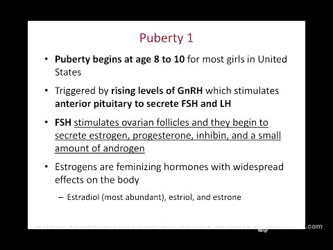 SCB 202 Chapter 28 Female Reproductive System Part 2